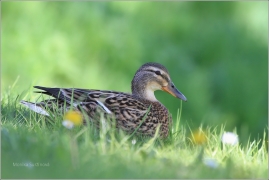 <p>KACHNA DIVOKÁ (Anas platyrhynchos) /Mallard - Stockente/</p>